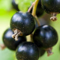 Black Currant Loose Leaf Tea 1/2 lb